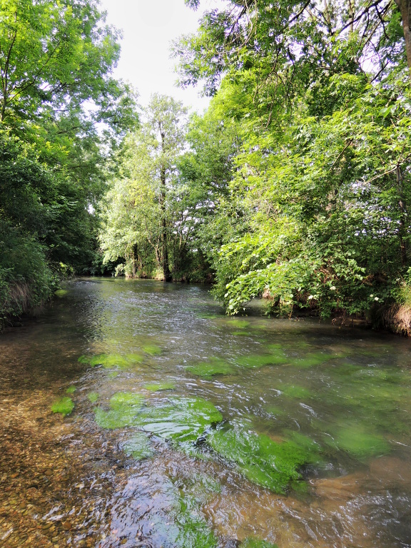A beautiful section of river full of water vegetation. Many fish here are looking for shelter and food.