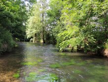 A beautiful section of river full of water vegetation. Many fish here are looking for shelter and food.