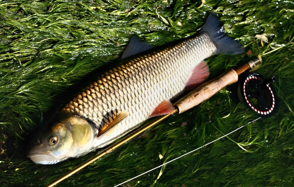 Stunning big freshwater chub on a very lightweight rod.