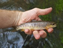 Brown Trout from Trnavka