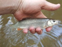 Coarse Fish from Trnavka