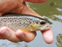 Small brown trout from Trnavka