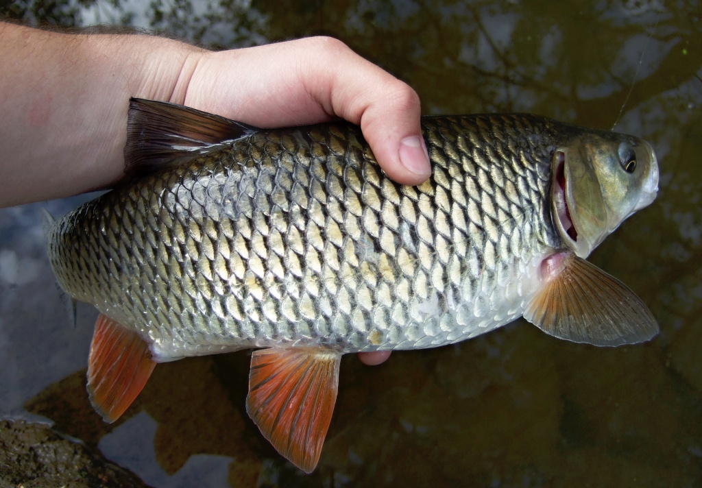 The beautiful fleshy chub has come from the stronger river stream to check out my flies! And he also has checked my light fly fishing equipment really well!