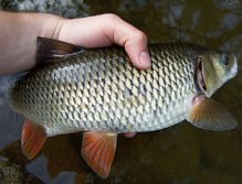 The beautiful fleshy chub has come from the stronger river stream to check out my flies! And he also has checked my light fly fishing equipment really well!