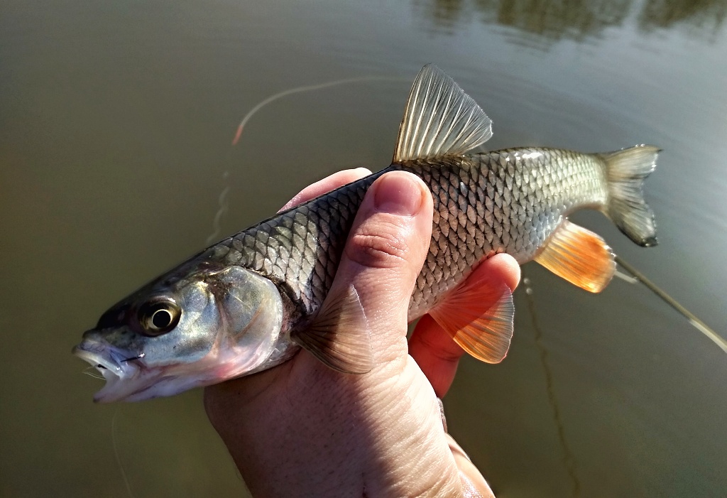 This nicely colored chub is the proof. Notice - even if it is not a big fish - how "simple beautiful" this fish is! Every fish has its own charm and none is unnecessary or ugly!