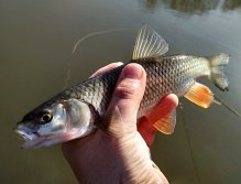 This nicely colored chub is the proof. Notice - even if it is not a big fish - how "simple beautiful" this fish is! Every fish has its own charm and none is unnecessary or ugly!