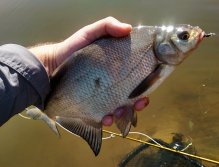 Beautiful bream at the end of my short spring expedition to a great river full of active coarse fish! Another example of how varied and funny fly fishing on non-trout waters can be!