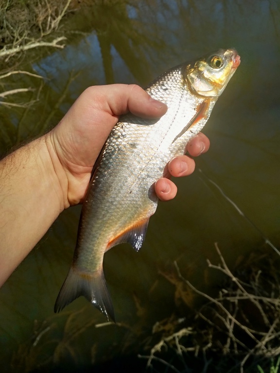 The first gold catch for the start! Nice little shiny Vimba!