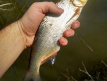The first gold catch for the start! Nice little shiny Vimba!
