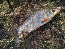 And one more photo close up! The size of the catch is slowly increasing, which is of course welcome!
