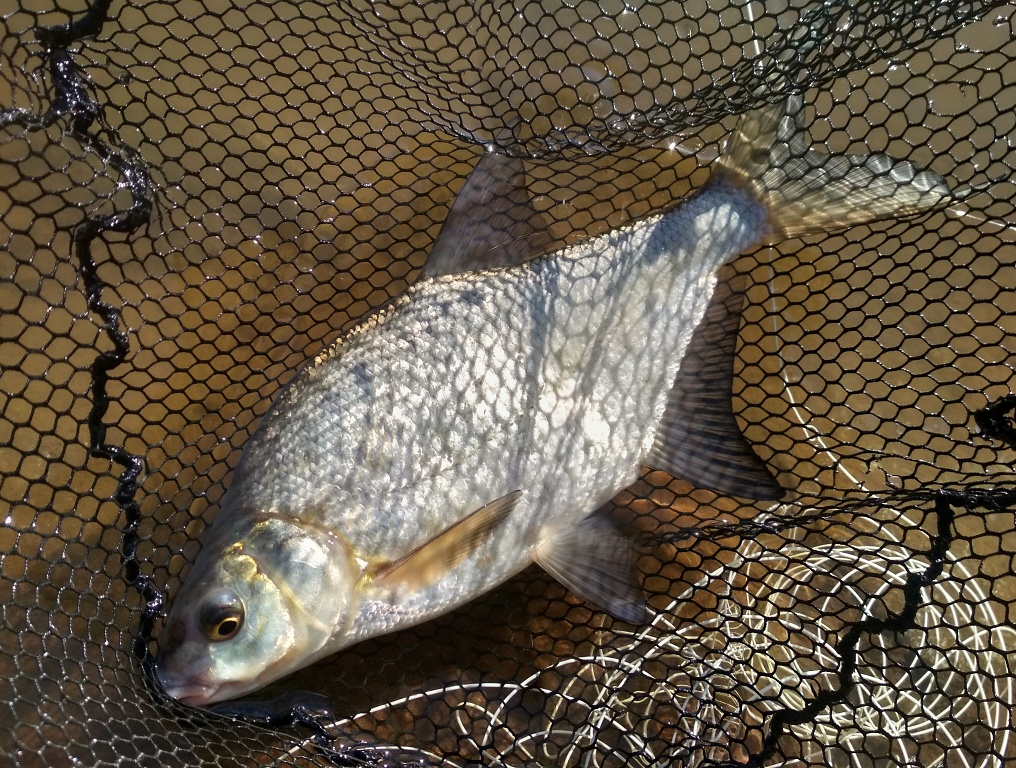 The proof of this is this nicely grown gray-silver bream, which is already able to fight very well on fine fly fishing gear!