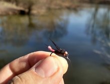 AR Dark Peacock Fluffy Jig - The fly No.1 for this day!