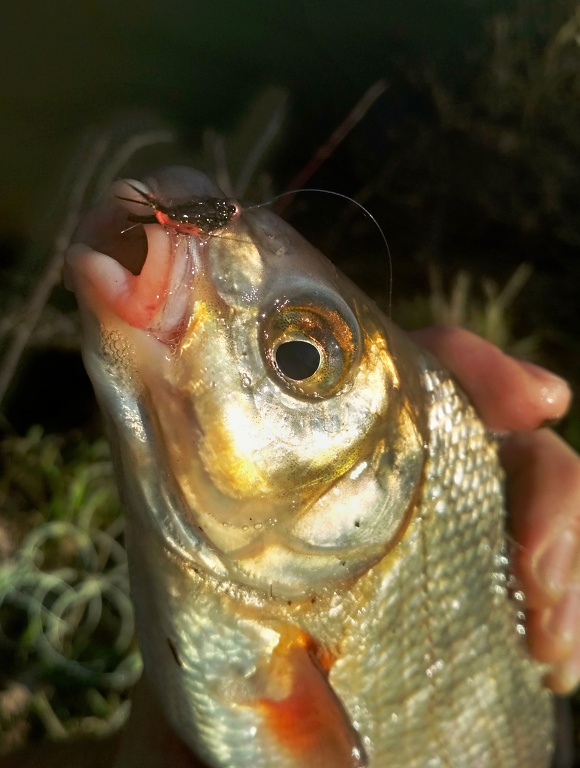 Fish love this fly! It has everything a proper nymph should have for coarse fly fishing! Glossy body from peacock Spectra Flash Dubbing, pink/orange tip, fine and moving CDC hackles and small shiny tungsten head!