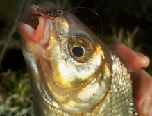 Fish love this fly! It has everything a proper nymph should have for coarse fly fishing! Glossy body from peacock Spectra Flash Dubbing, pink/orange tip, fine and moving CDC hackles and small shiny tungsten head!