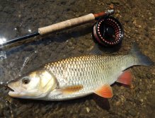 Chub are beautiful and fleshy fish! Just notice the coloring of fins and gold-brown armor made from scales! This is a beautiful and healthy natural river fish which must make every fly fisher happy!