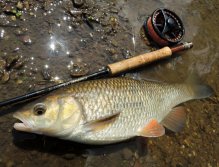 Beautiful specimen of high chub exceeding 50 cm. This nice fish was caught on a larger dark wet fly using a hover fly line and 5wt fly rod. This combination is my favorite for chub and asp fly fishing on large rivers.