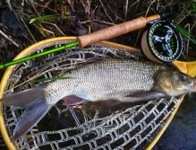 Sometimes we can catch a really nice Ide. It is a fish quite similar to the asp, but with some features it comes close to the chub. Anyway, it's another wonderful fish species that we can catch with fly gear on non-trout water!