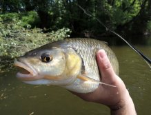 The really big mouth is ready to devour a truly diverse food. Big terrestrial or aquatic insects, larvae, pupae, small fish, petty amphibians or even sweet fruits of fruit trees... No problem for the big chub as you can see on the picture!