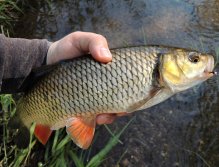 Beautifully colored chub from the slow flowing side stream. If you look more closely, you will see that the aforementioned AR Pink Tag Green Peacock Jig - this pattern has become fatal to him. But he doesn't have to worry, I release all my catches!