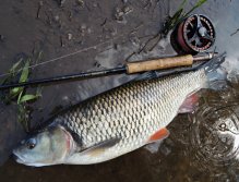 A really big chub over 60 cm! Such a fish will make every enthusiastic hunter of chub pleasure, all the more when it is caught on a wet or dry fly. Quick photo together with used fly gear quickly back into the stream to recharge!