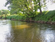 Slightly cloudy water in and nice stream near a bushy shore. Ideal contitions for wet style with dark patterns. Cast the flies into the shore and let them drift slowly in the water column. And don't worry that you wouldn't recognize the strikes! ;-)