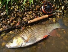 The perfect chub! I caught him under overhanging branches on a thin streamer. A large dark shadow came out from under the dark bush after the fly hit the surface and then grabbed it. Under overhanging branches, the appearance of large chub is almost 100%!
