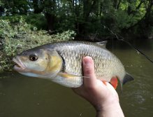 If you go fishing alone - like me - you have 3 safe ways to take a picture of your catch. 1. "Fly & Gear" - you can see on previous photos. 2. is THIS - a photo of fish in your hand. 3rd way is the most gentle - don't take a picture! :-)