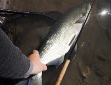 A huge 80 cm asp attacked my tiny fish streamer in a very poorly accessible place. Quick metering and photos matching terrain conditions and this powerful fish can quickly go back - to live its hard fish life of the fearless silver river predator!
