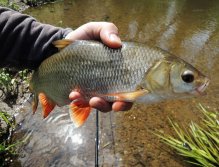 Non-trout water has one great advantage - fish species variety! It is possible to catch practically the whole fish stock on flies - all kinds of coarse and predatory fish, asp, carp fish, bream, roach, tench...