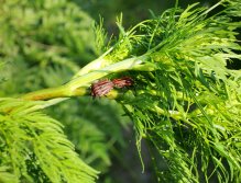 Abundant shore vegetation is full of life! The trees and bushes lining the river are full of insects in all sorts of shapes and sizes, as shown in this picture! When I can fish with large dry flies imitating terrestrials, I'm so excited!