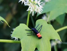 My favorite patterns is my AR Black & Peacock Foam Beetle! It seems to me that Czech fly fishermen are quite distrustful of this kind of dry flies and they prefer a traditional way. But why not make a "New Zealand conditions" in the Czech Republic? ;-)
