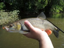 The big Goddard's caddis on 8 size hook end in the big chub mouth like nothing! I like to remember this day. I waded the river to a more distant and inaccessible shore and under the branches I caught a beautiful chub on the big dry flies!