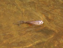 Proof that AR Black & Peacock Foam Beetle works great! Even if the chub are quite easy to fish on big dry flies, if you stay at some place longer time, be sure to change the flies! Chub are gullible, but not stupid - all the more so with larger specimens!