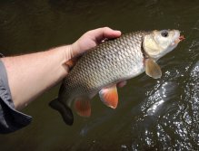 Another beautiful and perfect summer chub that couldn't resist the big Goddard Sedge! I love this dry fly, because it is practically universal and all year round usable pattern! Fish accept this fly with great confidence in times when caddis don't occur.