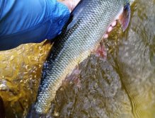 Asp are other beautiful predatory fosh from non-trout water that can be fished by fly great with great success! They love subtle streamers that imitate small and thin coarse fish, or special surface poppers and gurglers!