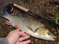 Summer Fly Fishing For Chub On Big Coarse River