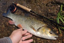 Summer Fly Fishing For Chub On Big Coarse River - Gallery
