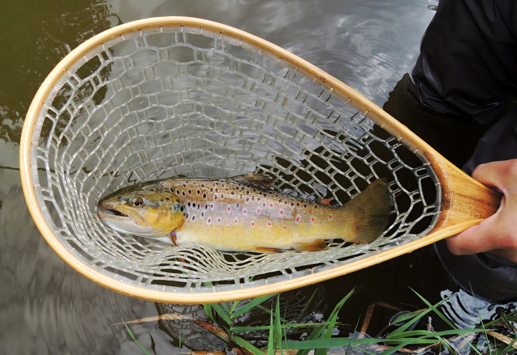 A beautiful big brownie caught at noon on a light colored fish streamer by method "on the eye". I saw this fish go through a flock of small fish about 12 m from me, I immediately cast my fly into trajectory this fish and started to strike it really fast..