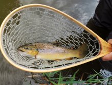 A beautiful big brownie caught at noon on a light colored fish streamer by method "on the eye". I saw this fish go through a flock of small fish about 12 m from me, I immediately cast my fly into trajectory this fish and started to strike it really fast..