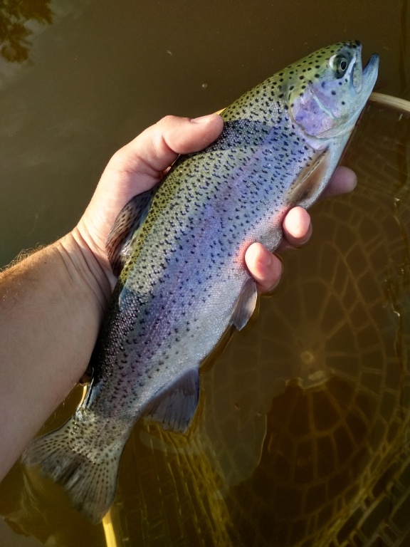 A chubby rainbow caught on a slow retrieved AR White Fry Booby pattern on a sinking line. On trout reservoirs, fish on the "open water" very often hold close to the original riverbed. Fish along these edges and strikes will comes even hot days!