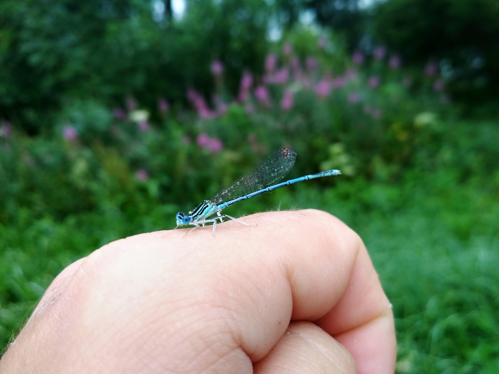 Damsel. Summer insects occurring in the vicinity of still waters, cause larvae of these big insect live in large quantities in clear and overgrown waters. For trout, these larvae are great food, so their imitations should not be missing in your fly box.