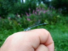 Damsel. Summer insects occurring in the vicinity of still waters, cause larvae of these big insect live in large quantities in clear and overgrown waters. For trout, these larvae are great food, so their imitations should not be missing in your fly box.