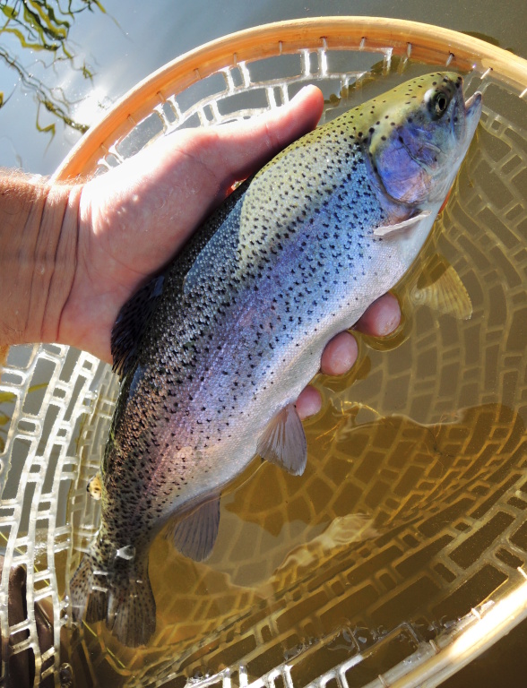 And it was this trout that was caught on a slim olive larva of a damselfly with a long marabou tail! The versatile lure in this period is also the olive Wolly Bugger with golden head. Use one fly on a long tapered leader with an intermediate line.