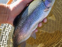And it was this trout that was caught on a slim olive larva of a damselfly with a long marabou tail! The versatile lure in this period is also the olive Wolly Bugger with golden head. Use one fly on a long tapered leader with an intermediate line.