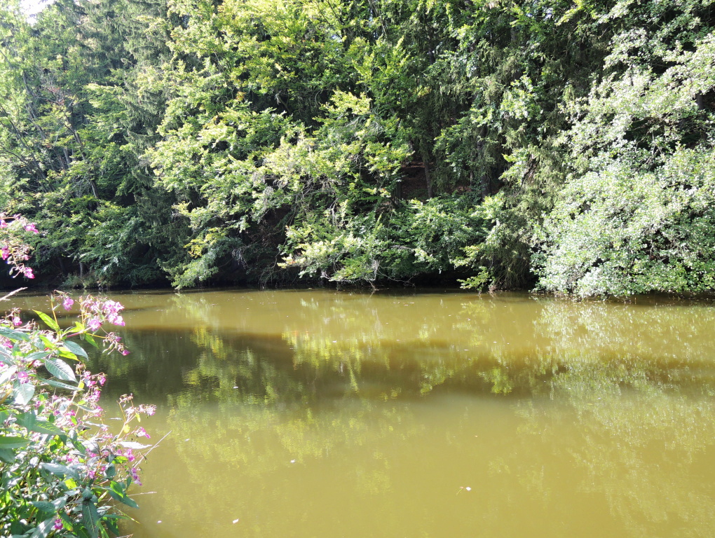 The slightly cloudy and warmed bay does not bode well, but when you notice the shade under the trees, there is always a good place in such weather. Cast loaded nymph or a smaller dark streamer under the overhang branches and be persistent!