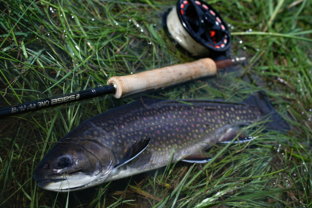 In addition to the rainbow and residential brownies, we can now fish on the natural trout waters as well as brook trout, char or  their hybrids. We will fish them mainly at the tributaries of small streams or in the upper parts of lake.