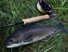 In addition to the rainbow and residential brownies, we can now fish on the natural trout waters as well as brook trout, char or their hybrids. We will fish them mainly at the tributaries of small streams or in the upper parts of lake.