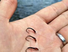 As the wind blows and tiny ripples begin, it is a perfect time for a floating or hover line with a collection of 3 dark buzzers on a long leader. The static method, where flies are drifted by the wind through the water column, is also a successful method.