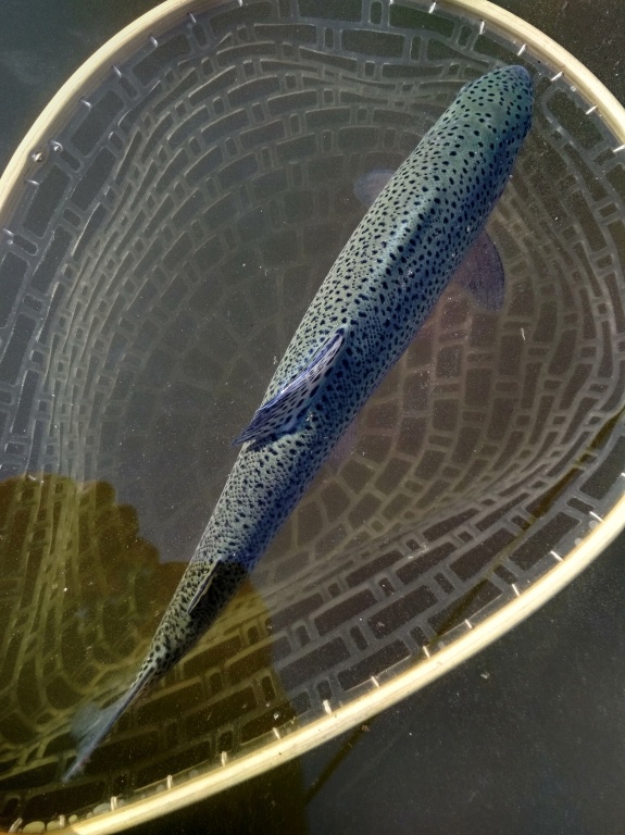 A nice symmetrical rainbow is resting before release back into the water. In the summer, when the water temperature is higher than ever, it is always important to give the fish plenty of time to recover their energies after their battle for life. No hurry