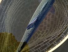 A nice symmetrical rainbow is resting before release back into the water. In the summer, when the water temperature is higher than ever, it is always important to give the fish plenty of time to recover their energies after their battle for life. No hurry